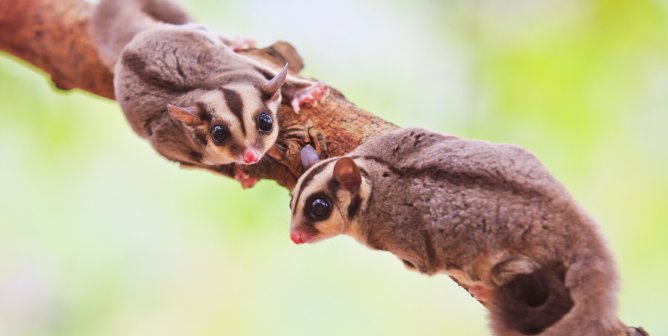 5 Sugar Gliders Found Dead in a Pipe at SeaQuest Fort Worth—Help Now