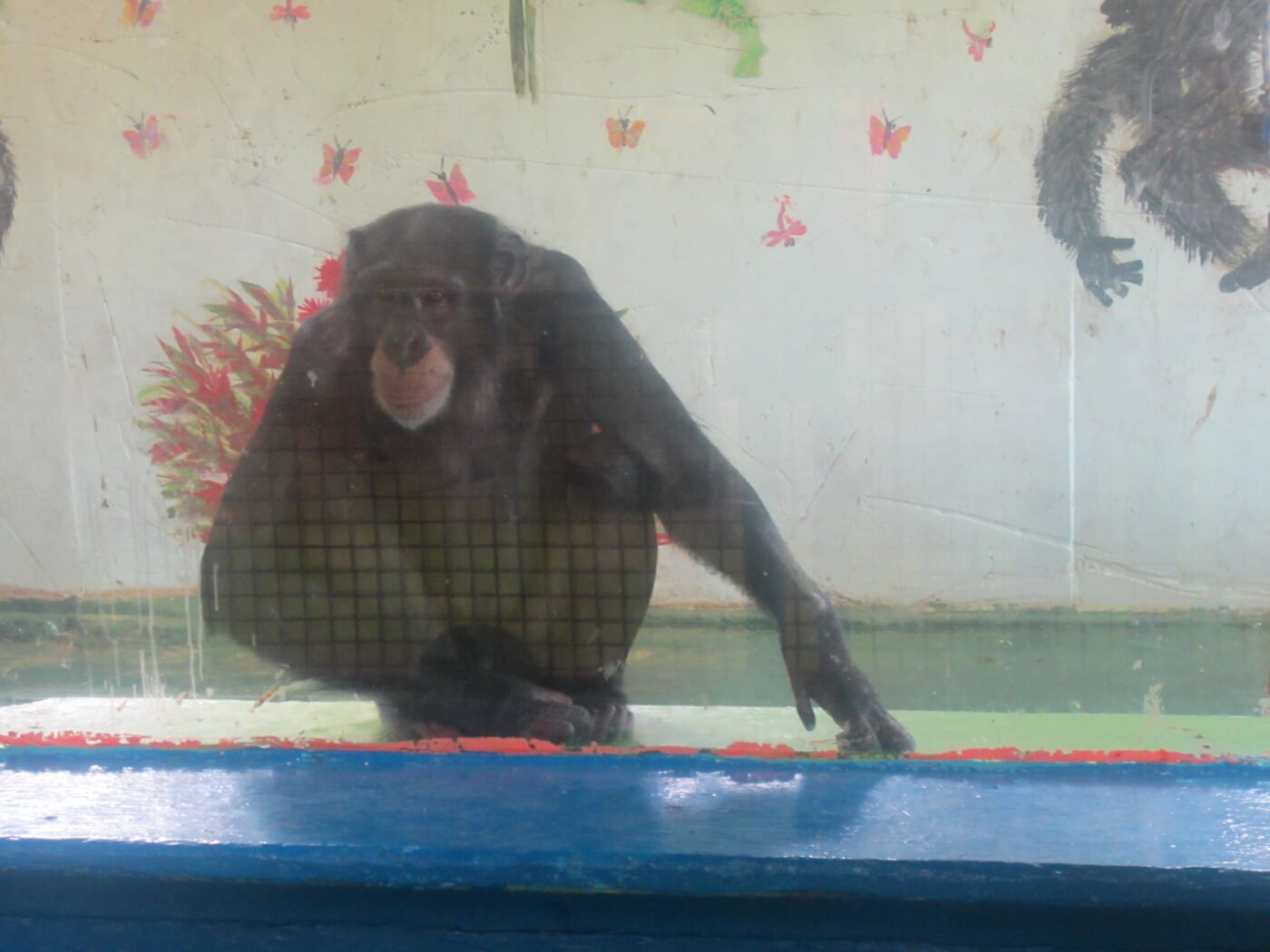 doc antle associate andrew sawyer arrested chimpanzee joey ordered sanctuary