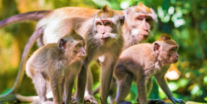 Family of long tailed macaques on rocks