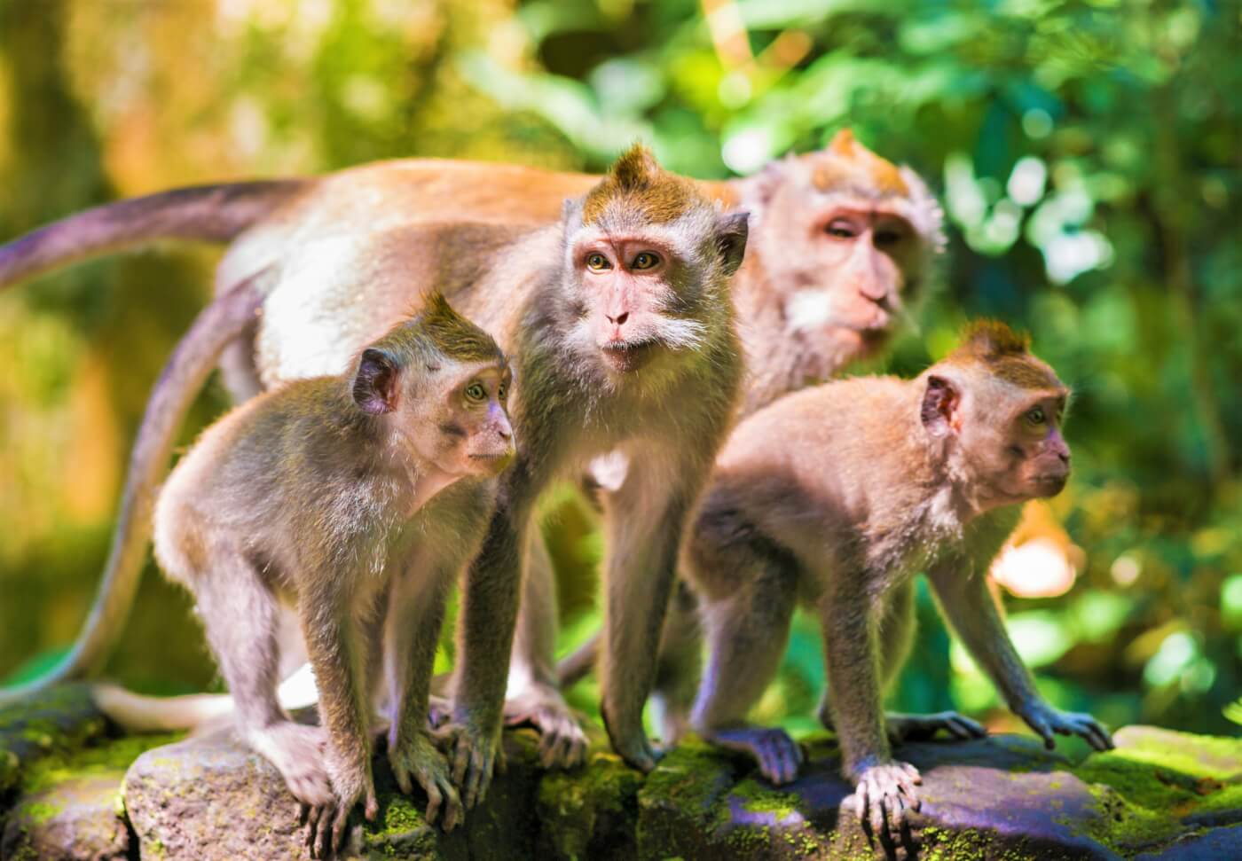 long tailed macaque family Updates: Campaign to Shut Down the Violent Monkey-Importation Industry