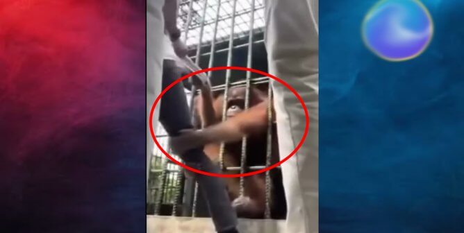 Orangutan at Indonesian Zoo Grabs Teen Who Jumped Barrier and Allegedly Taunted Him