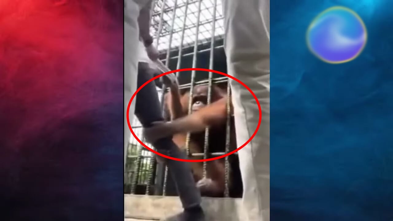Video: Orangutan menggendong seorang remaja melewati jeruji kandang hewan