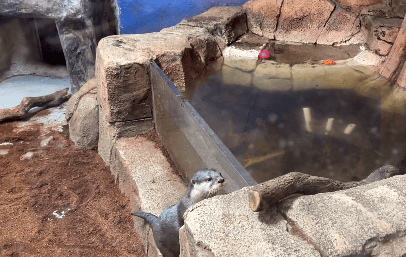 Filthy water in a crowded otter enclosure at SeaQuest Fort Worth. 