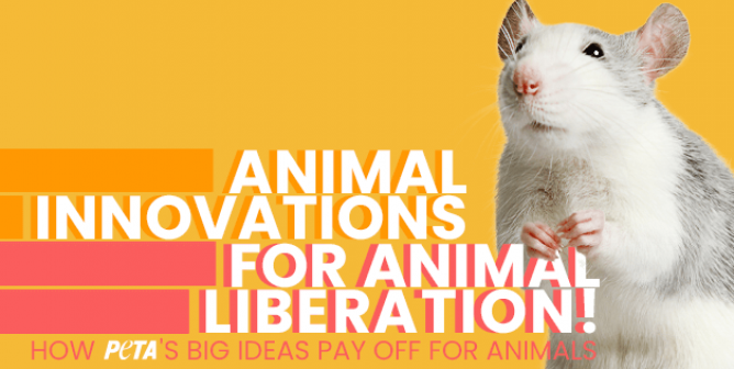 The Event of the Summer! How PETA’s Transforming Industries and Saving Lives