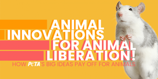 Animal innovations feature image small