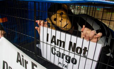 PETA: Why Is the CDC Allowing Tuberculosis-Infected Monkeys Into the U.S.?