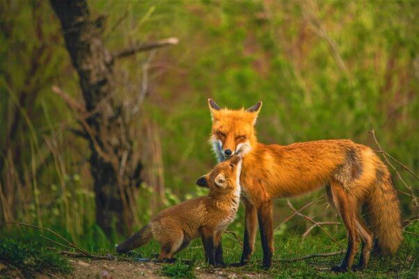 Happy red fox family