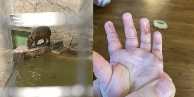 Animals Found Dead, Otters Confined to Feces-Caked Enclosure at SeaQuest Fort Worth
