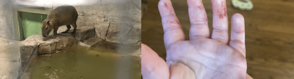 (left) capybara in enclosure with filthy pool at sea quest Fort Worth (right) small toddlers hand with scratches on it
