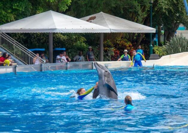 Is SeaWorld Bad? Check Out These Shocking Marine Park Facts