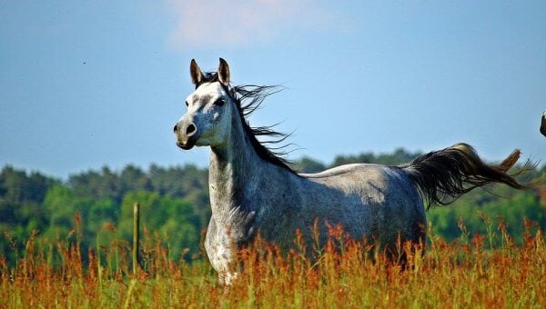 Black and white horse in field with wind blowing their hair