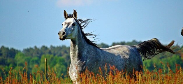 Black and white horse in field with wind blowing their hair