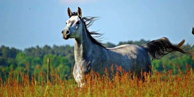 Black and white horse in field with wind blowing their hair