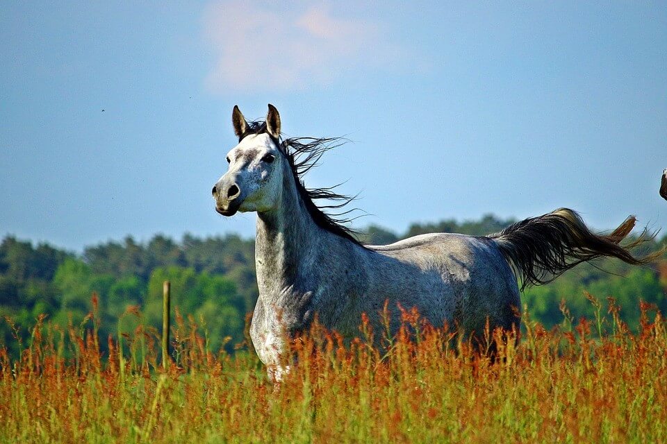 Black and white horse in field with wind blowing their hair
