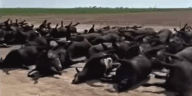 Why Did the Kansas Cows Die? Catastrophic Heat, Farming, and Human Cruelty