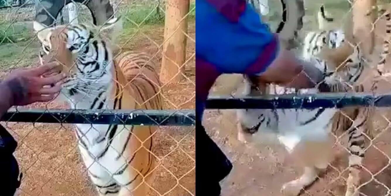 tiger attack man in zoo