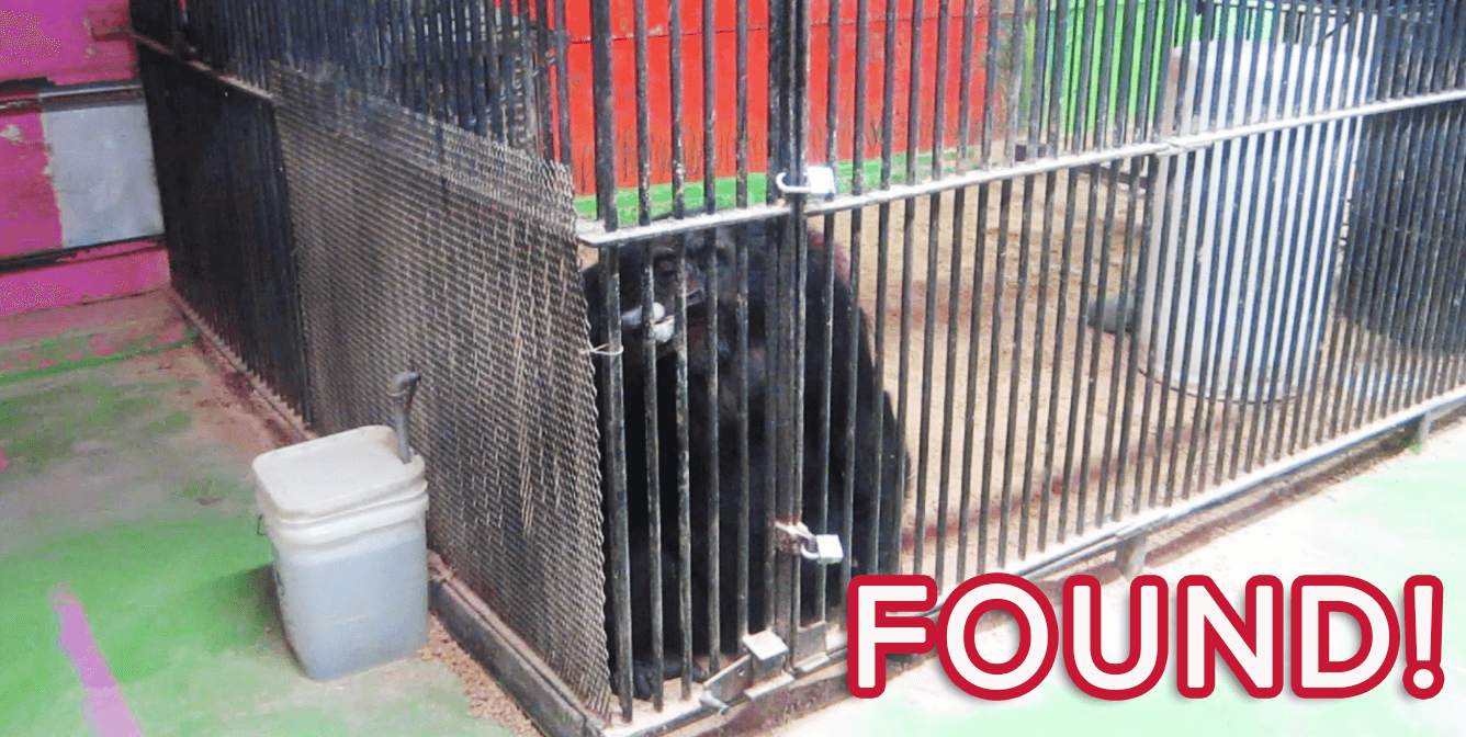 Tonka, Missing Chimpanzee, Found Alive After Long Search | PETA