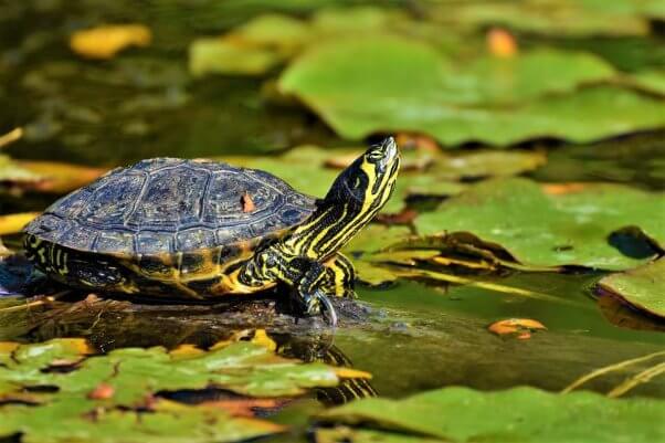 Small turtle in green pond