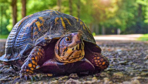 Turtles Snatched From Their Homes and Traumatized in Cruel Races