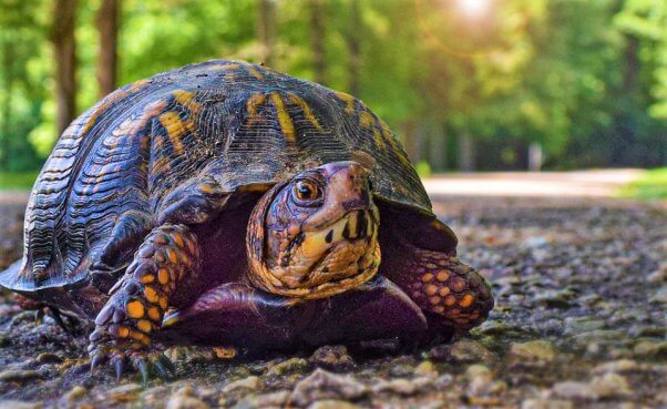 turtle on gravel