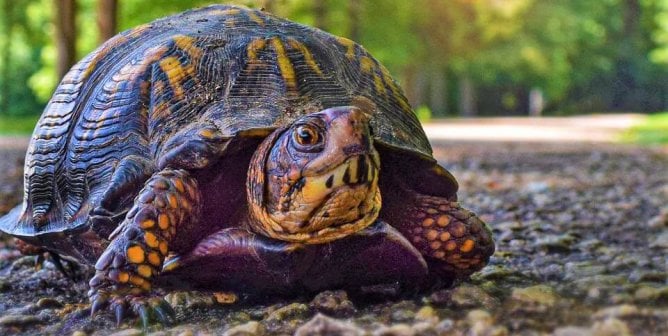 Turtles Snatched From Their Homes and Traumatized in Cruel Races