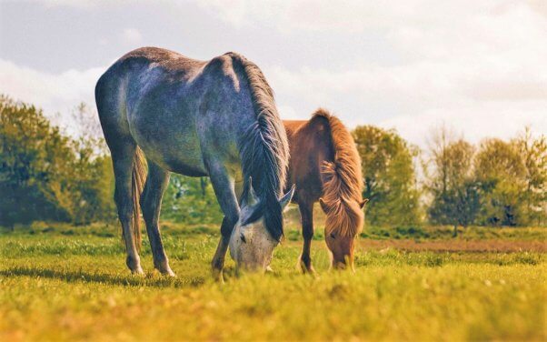 two horses grazing in field