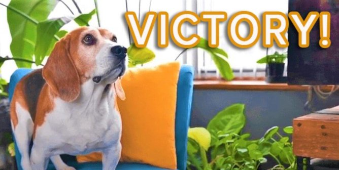 5 Shocking PETA Investigations That Sparked Major Action for Animals in 2022