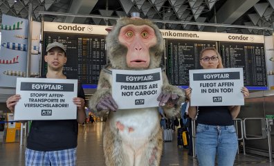 Campaign Updates: EGYPTAIR Sends Monkeys to Die in Pointless Experiments