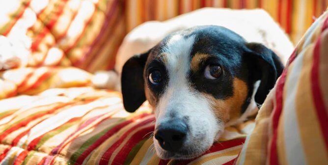 144 Nights of Fireworks Are Terrorizing Companion Animals and Wildlife in Niagara Falls, Ontario