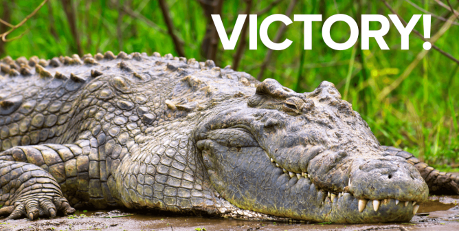 A crocodile laying in mud with its eyes mostly shut. Text reading "Victory!" is overlaid.