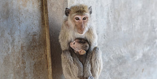 A mother and child at a macaque breeding facility.