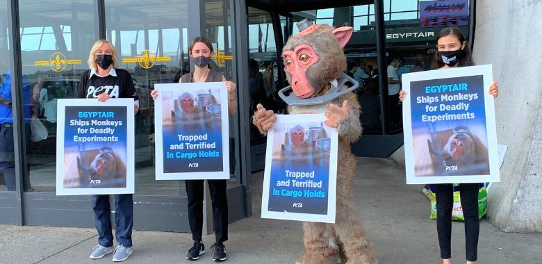 Tormented ‘Monkey’ Blasts EGYPTAIR for Primate Transport