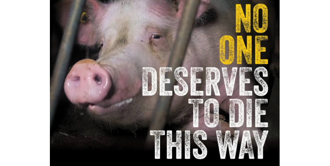 No One Deserves To Die This Way (Abbotsford Pig Cruelty)