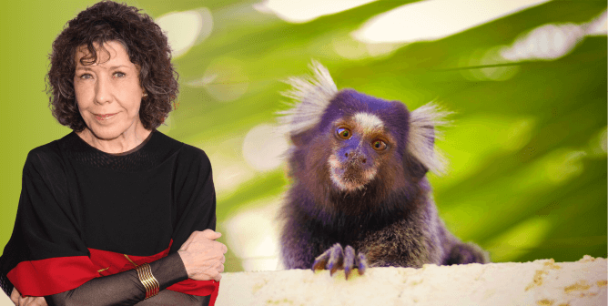 UMass Menopause Experiments on Marmosets Make Lily Tomlin Hot Under the Collar
