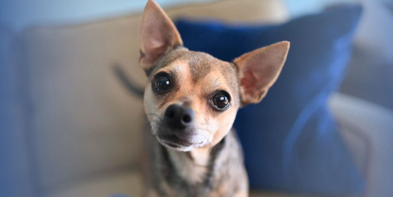 Small dog with big ears on couch with blue pillow