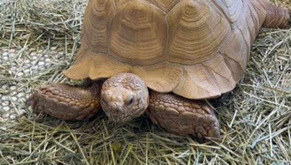 Sulcata Tortoise in Illinois Needs Your Help!
