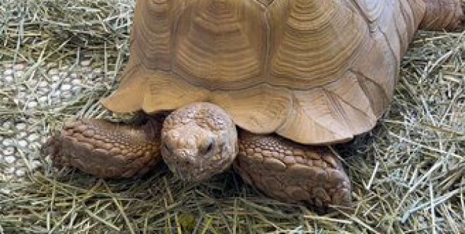 Sulcata Tortoise in Illinois Needs Your Help!