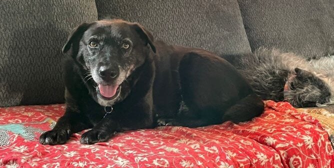 Maxi with canine friend on couch