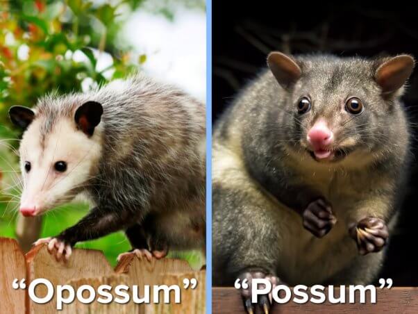 Side by side collage showing a Virginia Opossum next to an Australian Possum, with text overlaid denoting such.