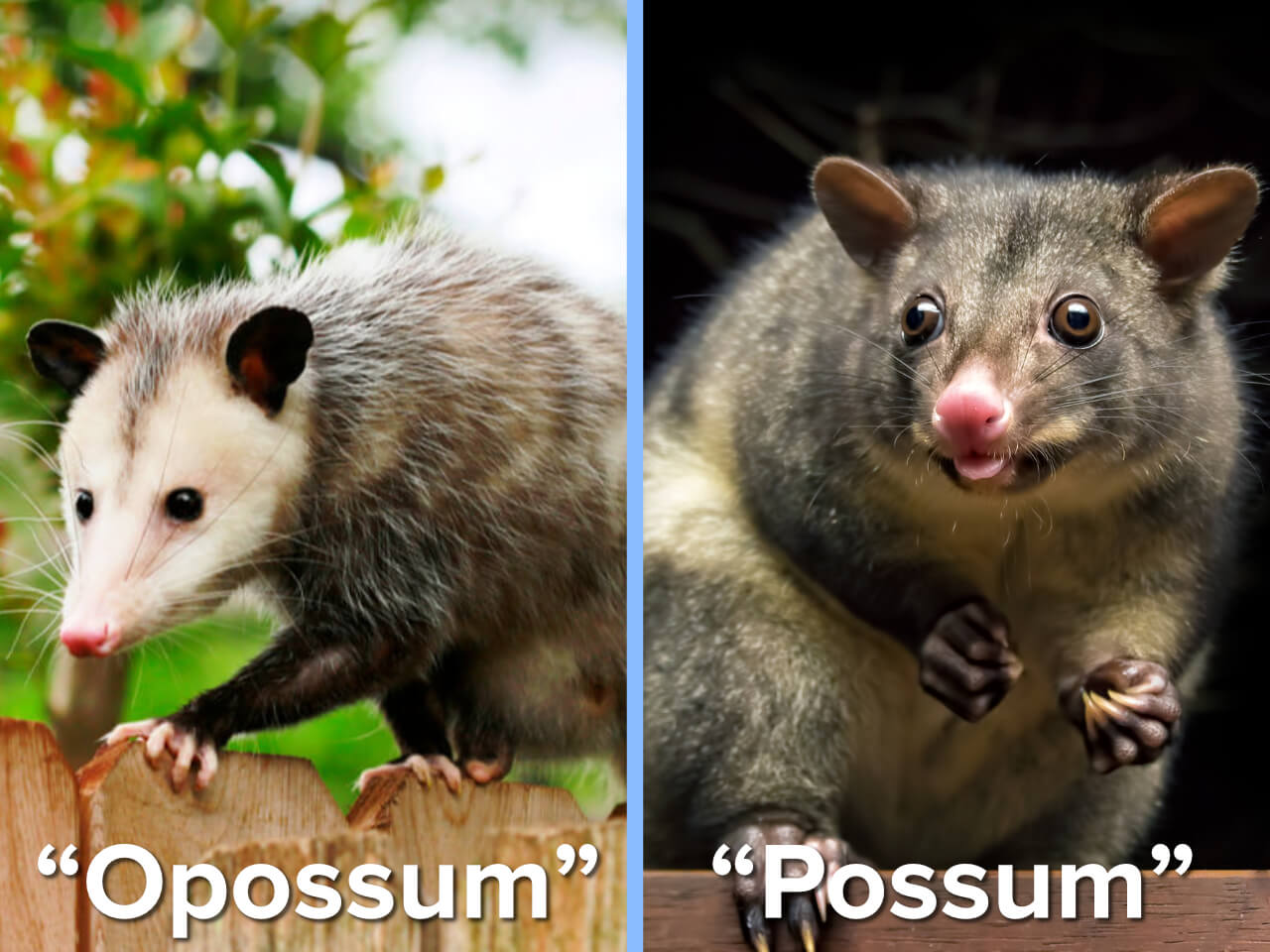 A Neighbor Not A Nuisance Getting The Facts On Opossums Format Space