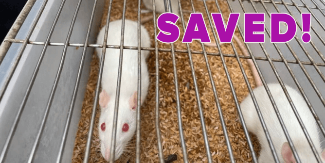 White rats in cage are rescued by PETA India