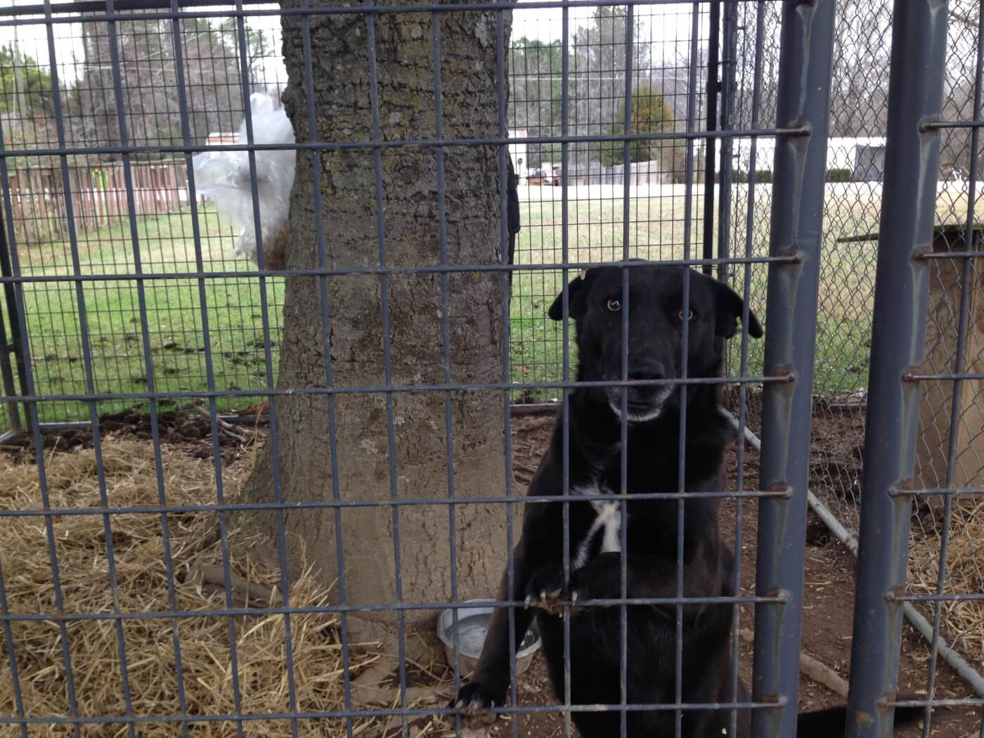 Maxi in backyard pen