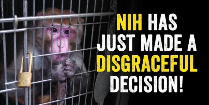 NIH Has Just Made A Disgraceful Decision