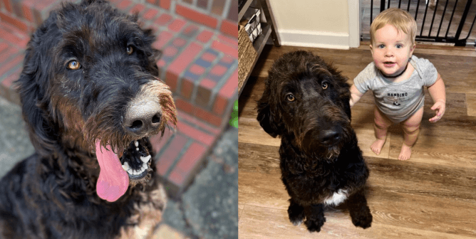 Are You Patrick’s Star? PETA-Rescued Labradoodle Looking for New Home