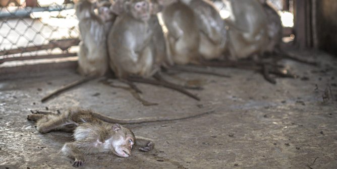dead macaque at breeding-facility