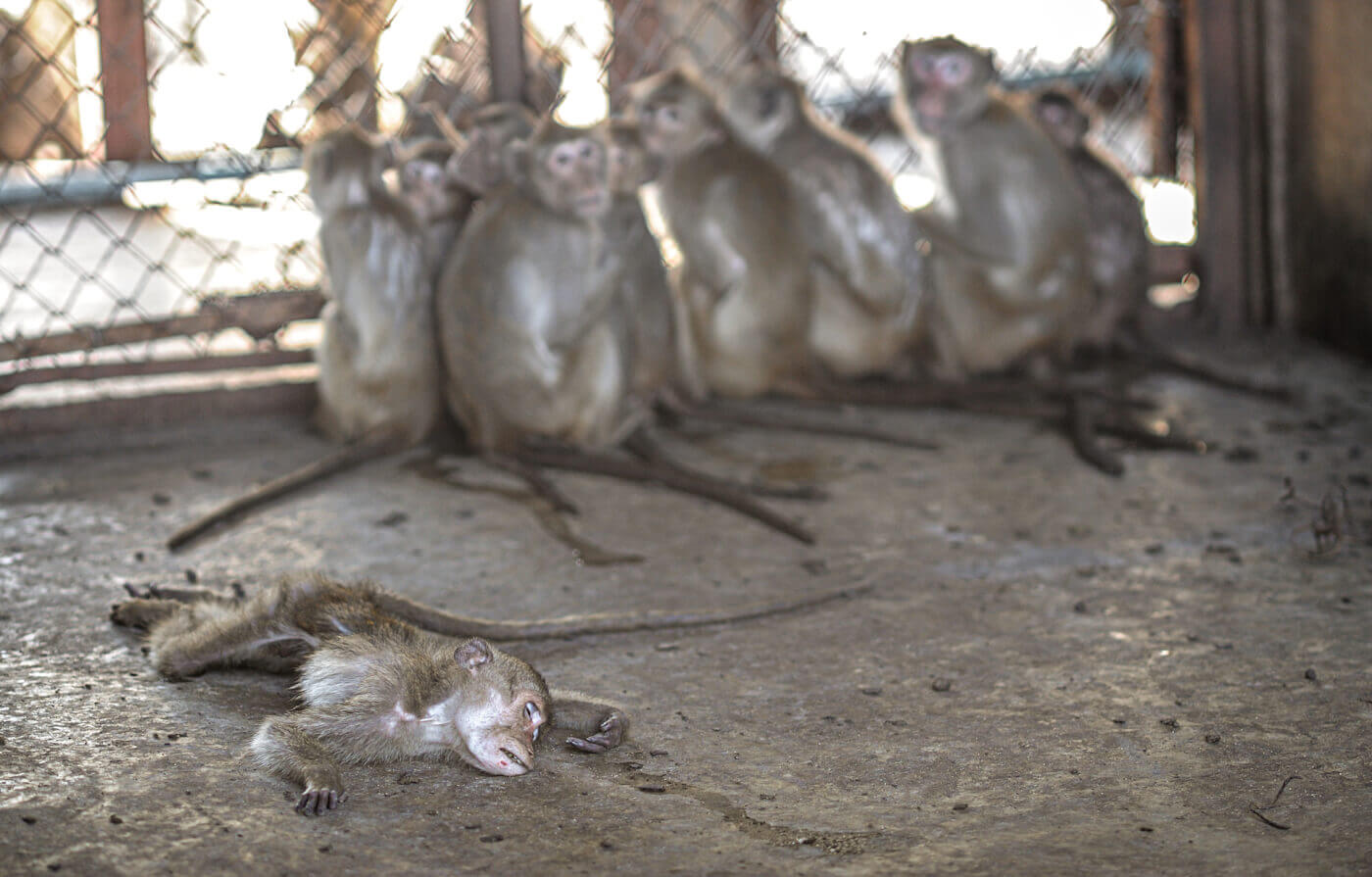 dead macaque at breeding-facility