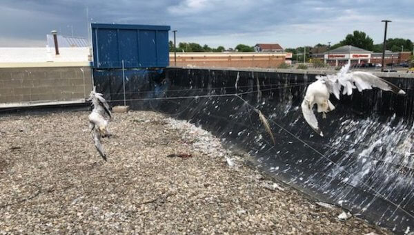 Update: Deadly Gull Deterrent Removed!