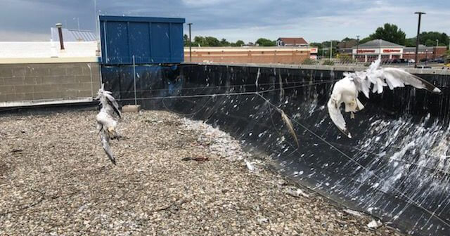 Update: Deadly Gull Deterrent Removed!