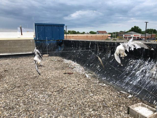 Two seagulls ensnared on string, hanging above the rocky roof of a Family Dollar.