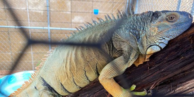 Iguana named Igor on branch in cage